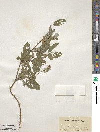 Lonicera pilosa image