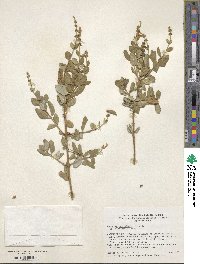 Lonicera subspicata var. johnstonii image