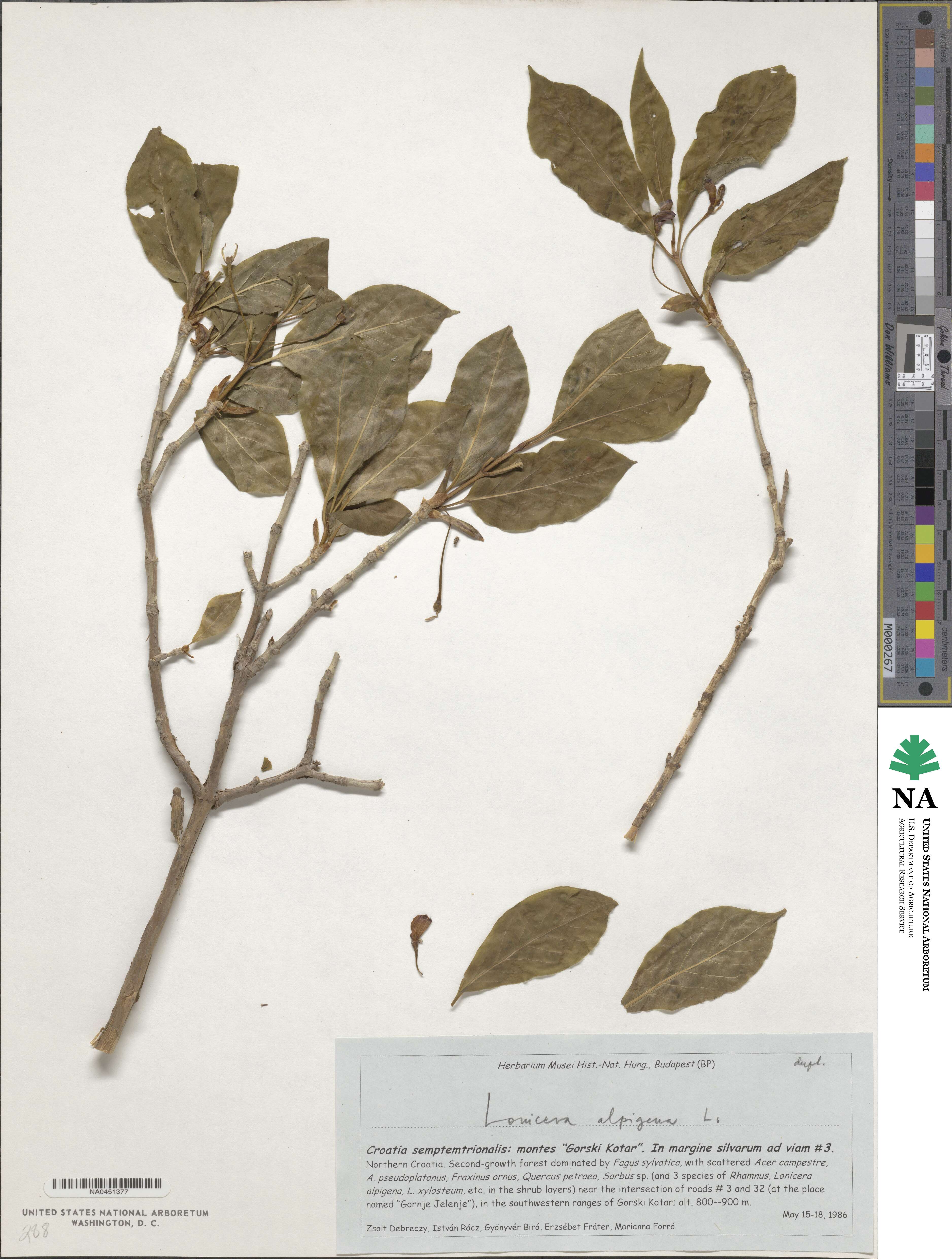 Lonicera alpigena image