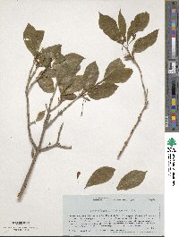 Lonicera alpigena image