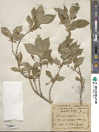 Lonicera alpigena image