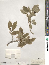 Lonicera alpigena image