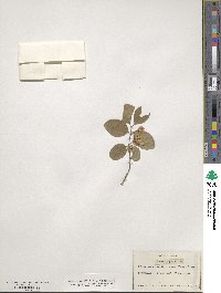 Lonicera alpigena image