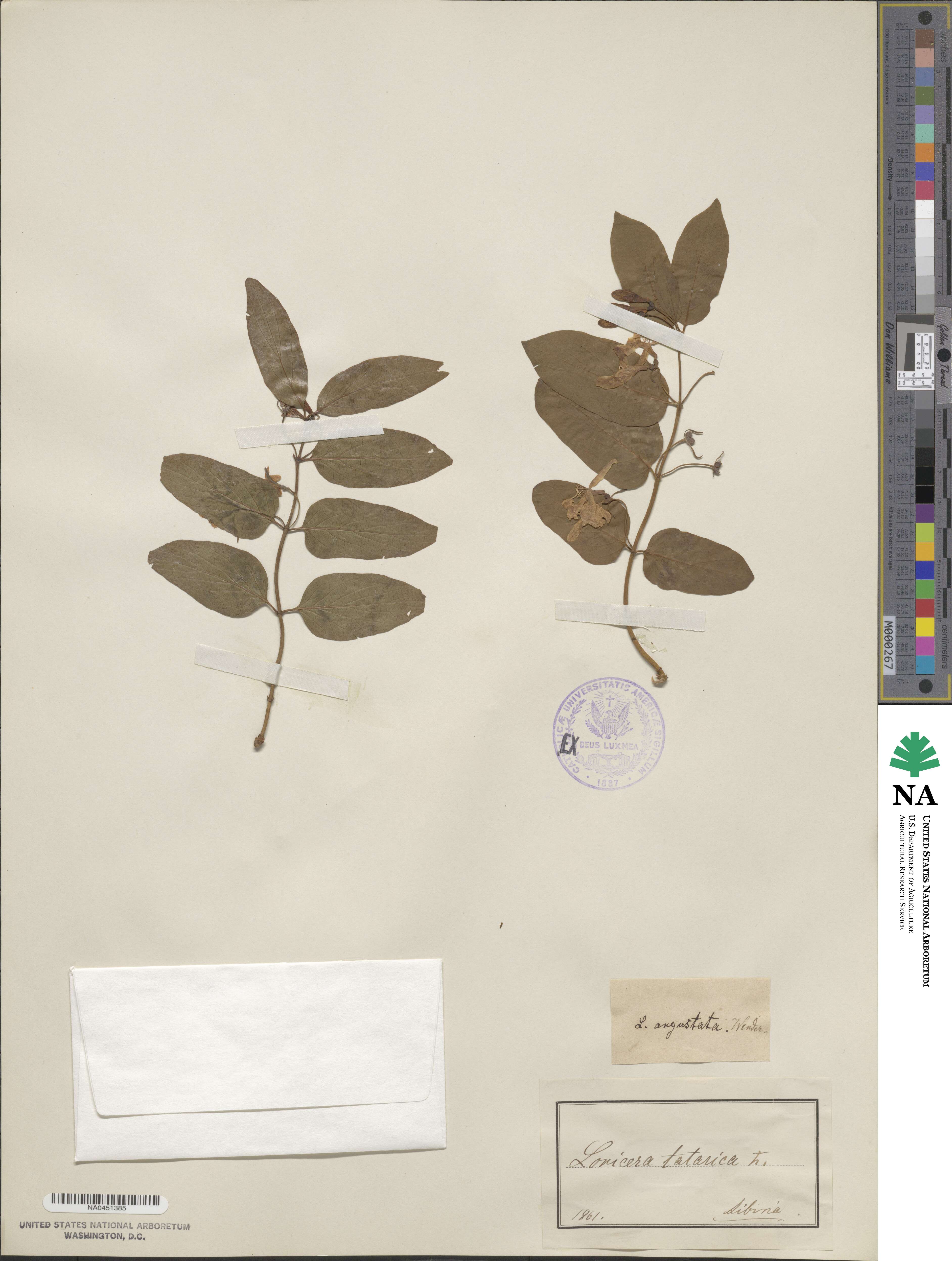 Lonicera tatarica image