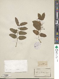 Lonicera tatarica image