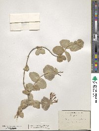 Image of Lonicera caprifolium