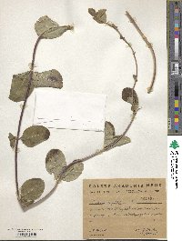 Lonicera caprifolium image