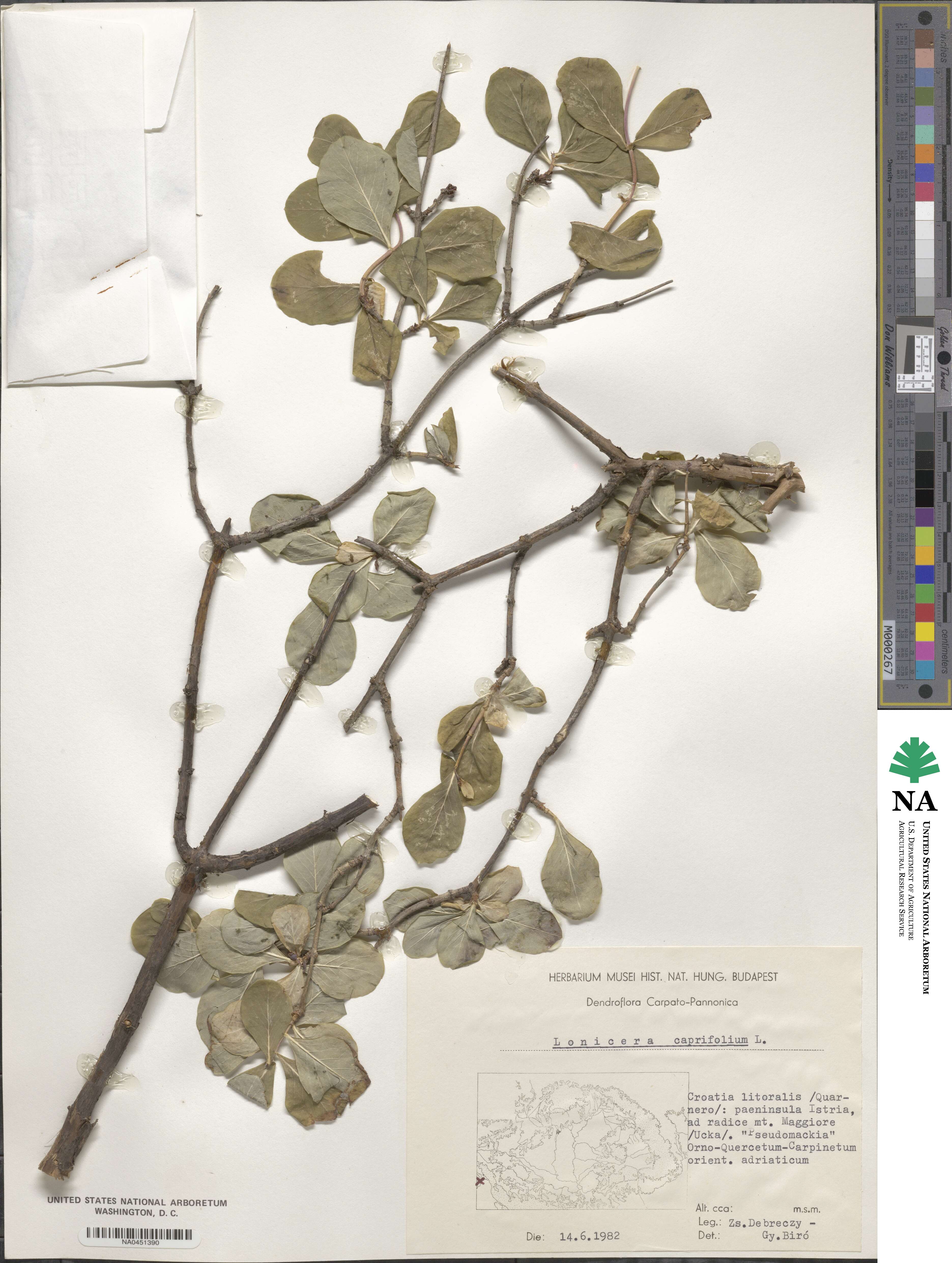 Lonicera caprifolium image