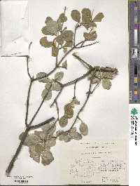 Lonicera caprifolium image