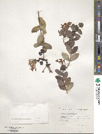 Lonicera caprifolium image