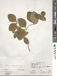 Lonicera caprifolium image