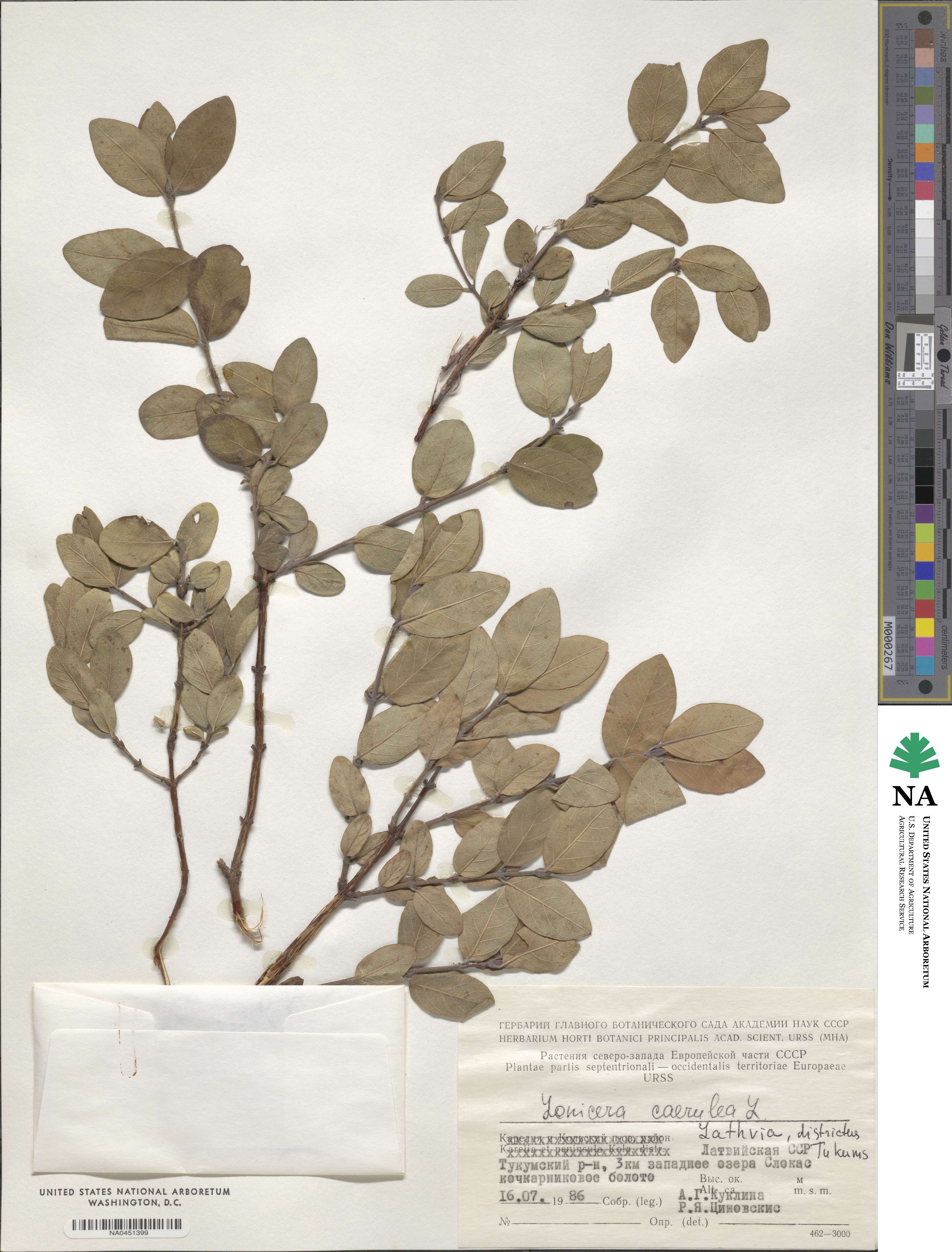 Lonicera coerulea image