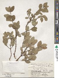 Lonicera coerulea image