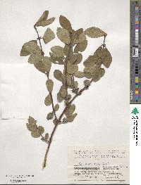 Lonicera coerulea image