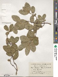 Lonicera coerulea image