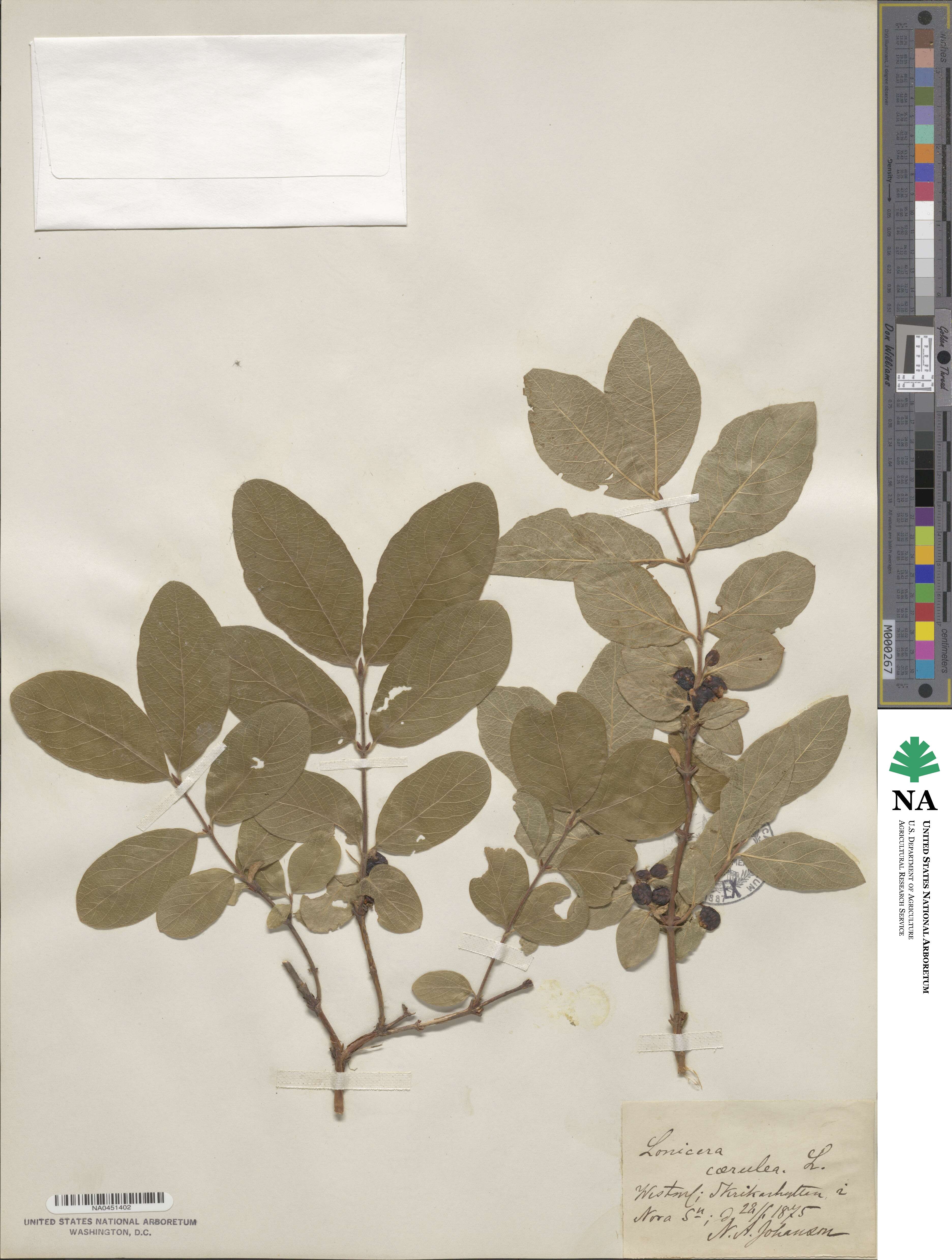 Lonicera coerulea image