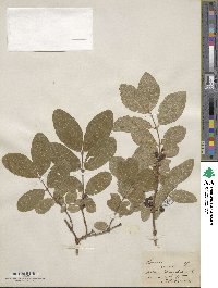 Lonicera coerulea image