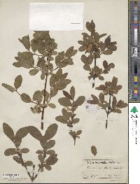 Lonicera coerulea image