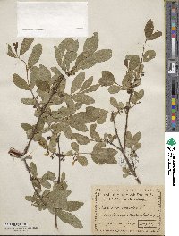 Lonicera coerulea image