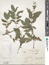 Lonicera coerulea image