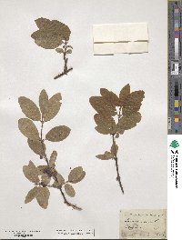 Lonicera coerulea image