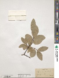 Lonicera coerulea image