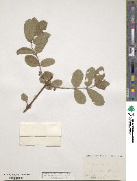 Lonicera coerulea image