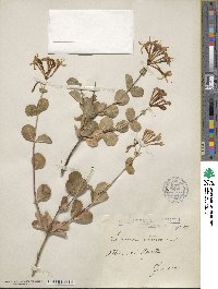 Lonicera etrusca image