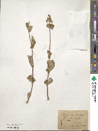 Lonicera etrusca image