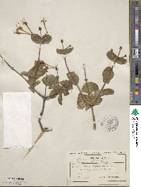 Lonicera etrusca image