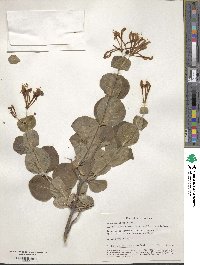 Lonicera etrusca image