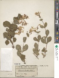 Lonicera etrusca image