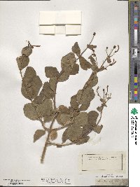 Lonicera etrusca image