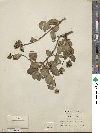 Lonicera etrusca image