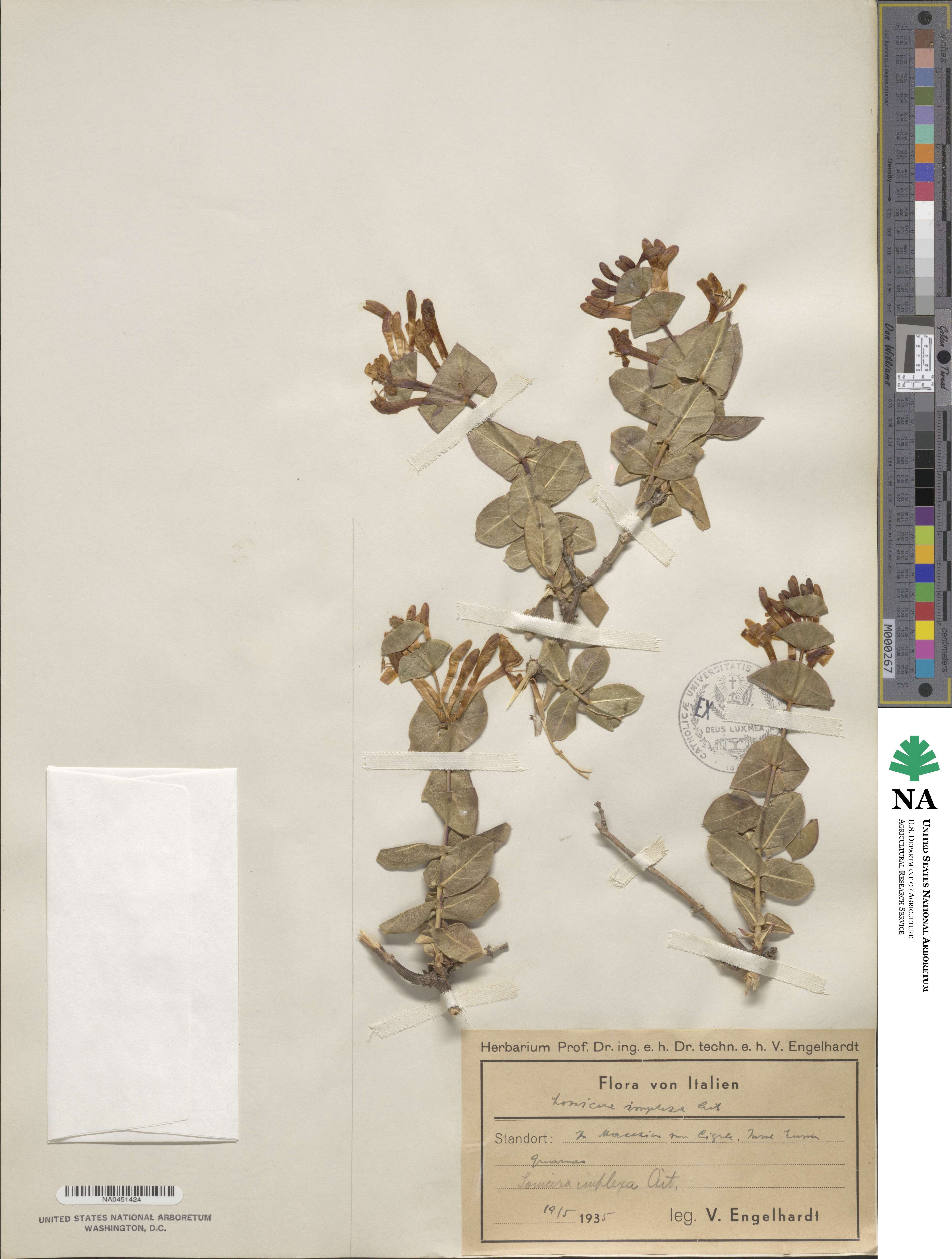 Lonicera implexa image