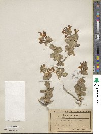 Lonicera implexa image