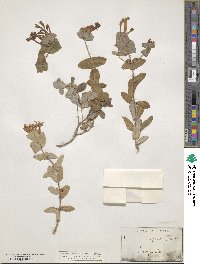 Lonicera implexa image