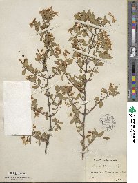 Lonicera korolkowii image