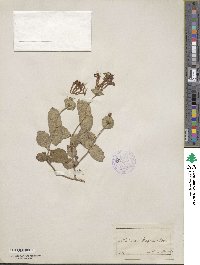 Lonicera sempervirens image