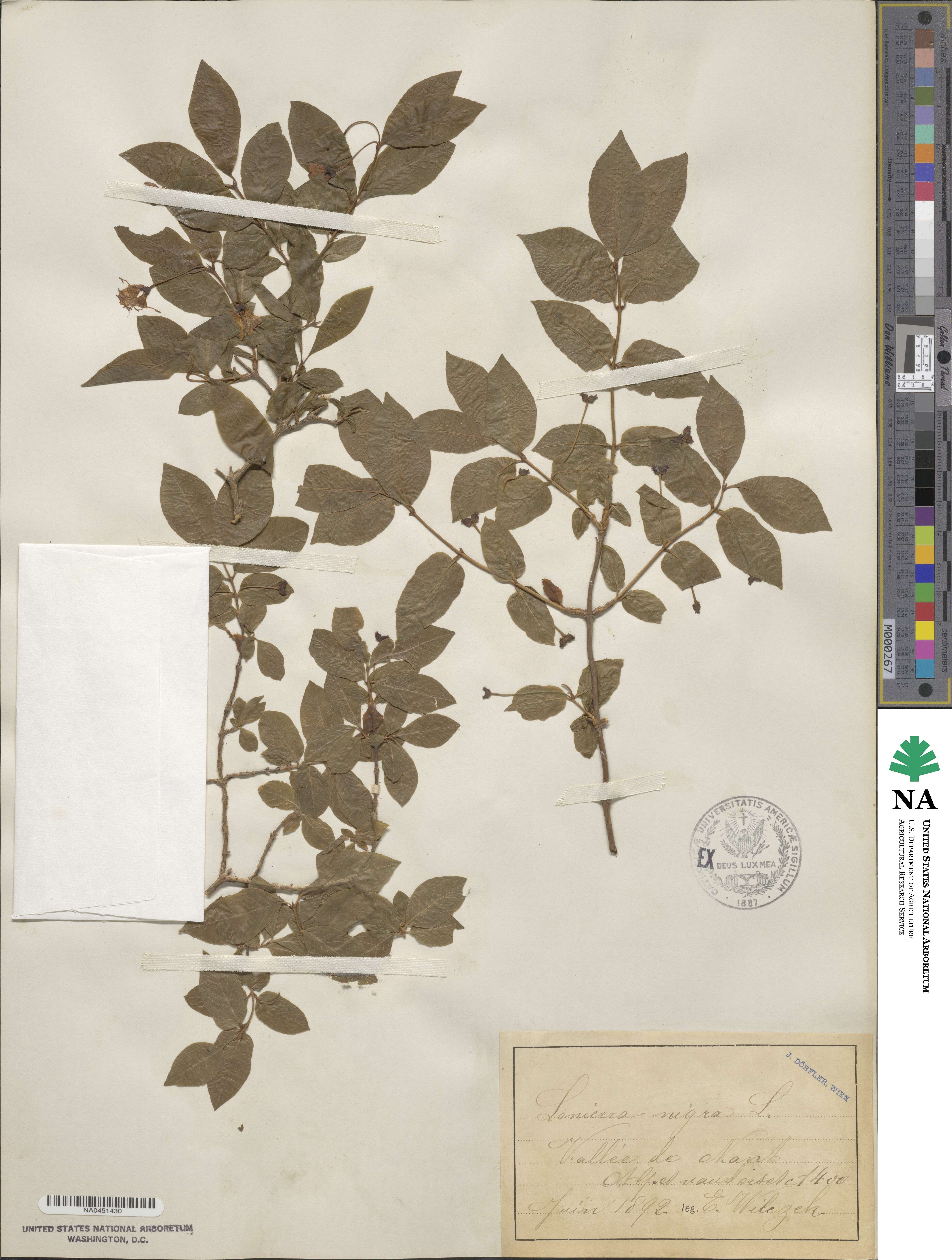 Lonicera nigra image