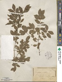 Lonicera nigra image