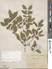 Lonicera nigra image