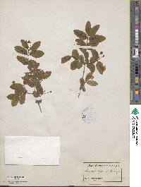 Lonicera nigra image