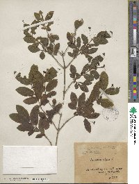 Lonicera nigra image