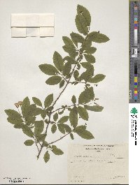 Lonicera nigra image