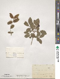 Lonicera nigra image