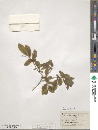 Lonicera nigra image