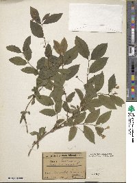 Lonicera nigra image