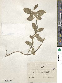 Lonicera periclymenum image