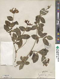 Lonicera periclymenum image